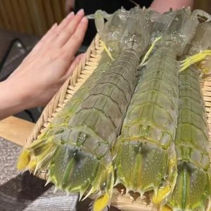 🦐 Jumbo Mantis Shrimp — Live Seafood (Shipped with Oxygen Packs)
