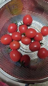 🍅Fresh Baby Tomatoes – Sweet, Juicy & Perfect for Any Dish – U.S.-Ready Version photo review