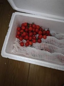 🍅Fresh Baby Tomatoes – Sweet, Juicy & Perfect for Any Dish – U.S.-Ready Version photo review
