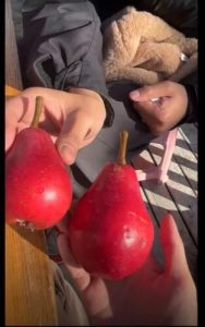 🍐 New Zealand Red Pear – Crisp, Juicy & Naturally Sweet | 12 Pears/Box (1500g) photo review