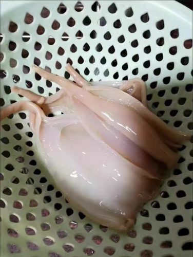  🦪 Chilled Elephant Trunk Clam – Premium, Fresh, and Naturally Sweet | 200g x 6pcs Pack photo review