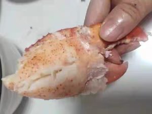 LIMITED EDITION: Giant Deep-Sea Lobster Pincers 🔥 Hurry up! photo review
