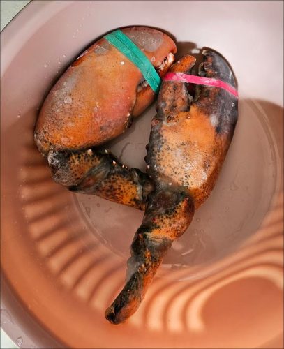 LIMITED EDITION: Giant Deep-Sea Lobster Pincers 🔥 Hurry up! photo review