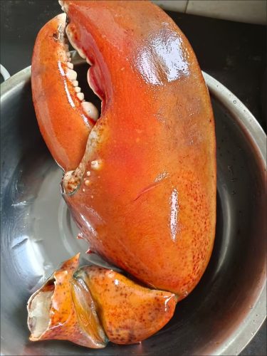 LIMITED EDITION: Giant Deep-Sea Lobster Pincers 🔥 Hurry up! photo review