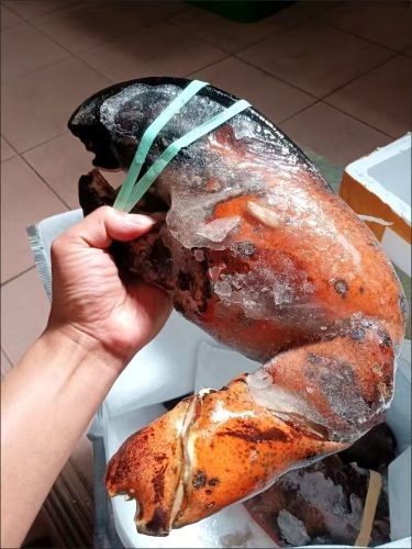LIMITED EDITION: Giant Deep-Sea Lobster Pincers 🔥 Hurry up! photo review