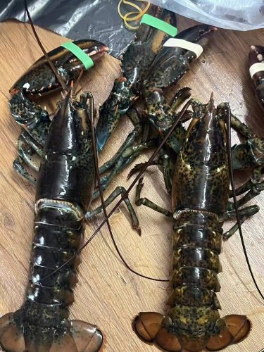 🦞 1820g+ North Atlantic Live Lobster photo review