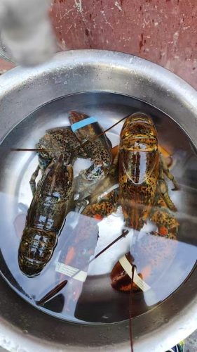 🦞 1820g+ North Atlantic Live Lobster photo review