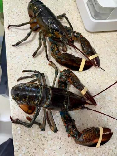 🦞 1820g+ North Atlantic Live Lobster photo review