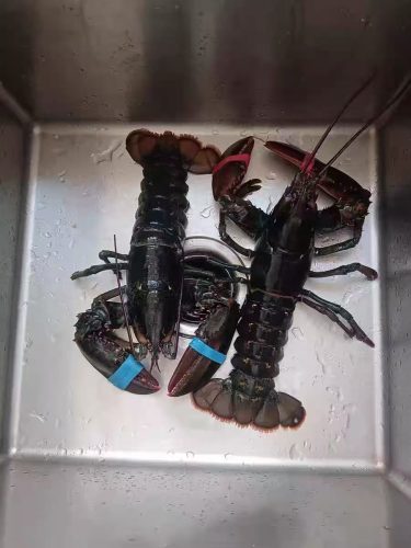 🦞 1820g+ North Atlantic Live Lobster photo review