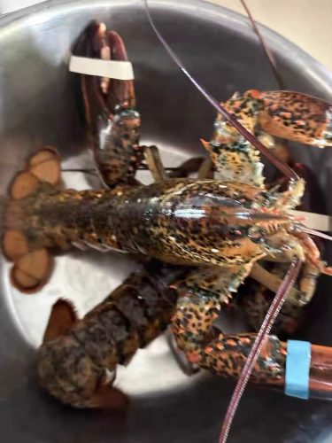 🦞 Live Maine Lobster – Fresh, Premium Quality, 910g+ | Sourced from the Cold Waters of Maine photo review