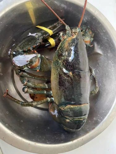 🦞 North Atlantic Live Lobster – Premium Quality, 4530g+ | Sourced from the Cold Waters of the North Atlantic photo review