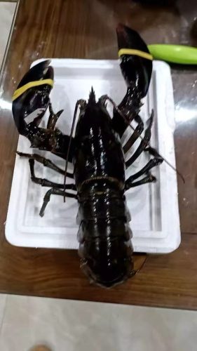 🦞 North Atlantic Live Lobster – Premium Quality, 4530g+ | Sourced from the Cold Waters of the North Atlantic photo review