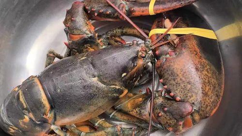 🦞 North Atlantic Live Lobster – Premium Quality, 4530g+ | Sourced from the Cold Waters of the North Atlantic photo review