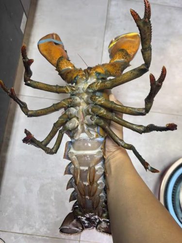 🦞 North Atlantic Live Lobster – Premium Quality, 4530g+ | Sourced from the Cold Waters of the North Atlantic photo review