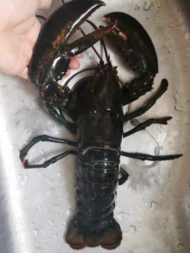 🦞 North Atlantic Live Lobster – Premium Quality, 4530g+ | Sourced from the Cold Waters of the North Atlantic photo review